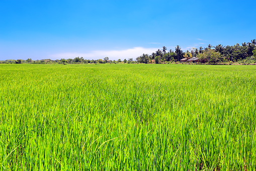 Rice field near Tangalle, Sri Lanka