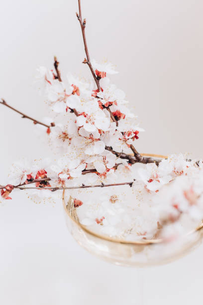 istock spring season flowering garden branches growth life 1217111761