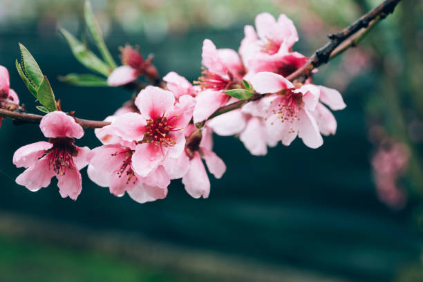 緑の背景の上にピンク桃の木の花の愚かな花の枝。 - branch blossom flower peach tree ストックフォトと画像