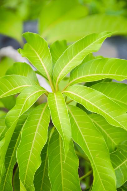 istock fresh green mango leaves in nature garden 1217114311
