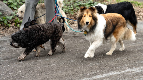 istock Shetland Sheepdog Walking with Pack 1217114527