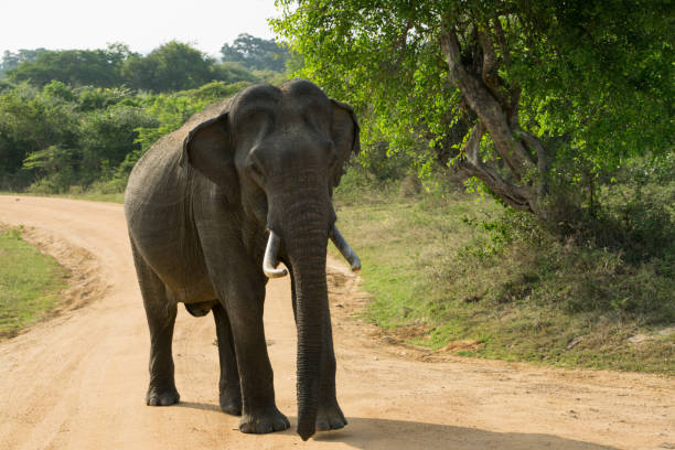 istock Elephant crossing the road 1217115281