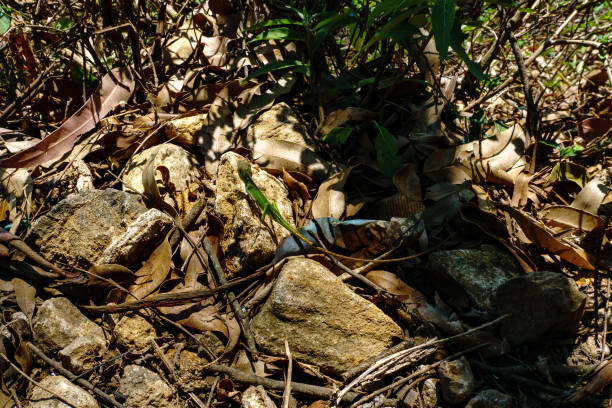 istock Lizard seats on the rock 1217115639