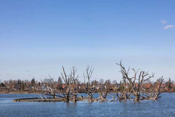 istock Cormorant nests on a small island 1217115896