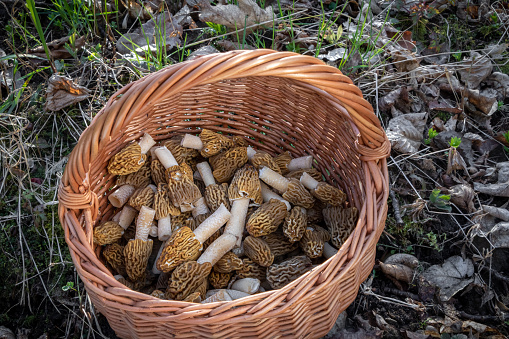 Two wicker baskets full of fresh raw Chanterelles (Cantharellus)  mushrooms gathered during mushroom hunting in autumn  in Poland.
