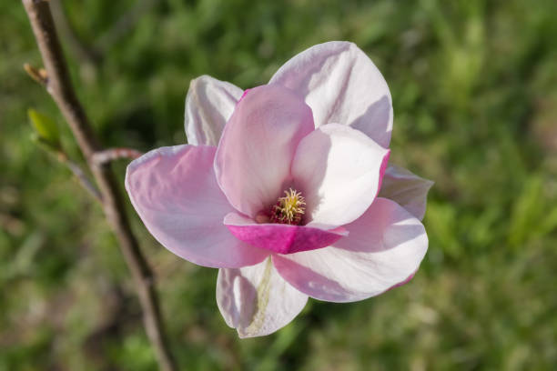 flower of purple magnolia on branch on a blurred background - focus on foreground magnolia branch blooming imagens e fotografias de stock