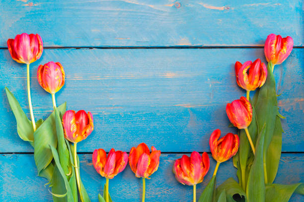 istock Tulips on a rustic blue wooden background with copy space in the middle 1217116914