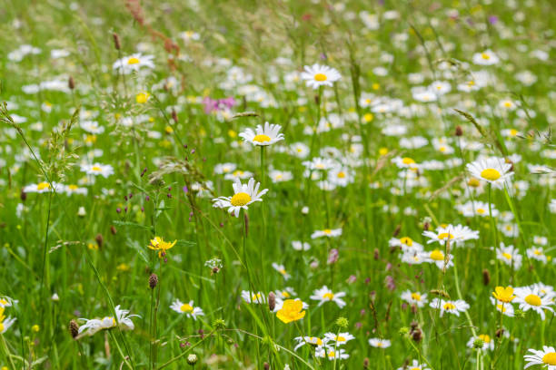 istock Motley grass with chamomiles on mountain meadow in selective focus 1217117064