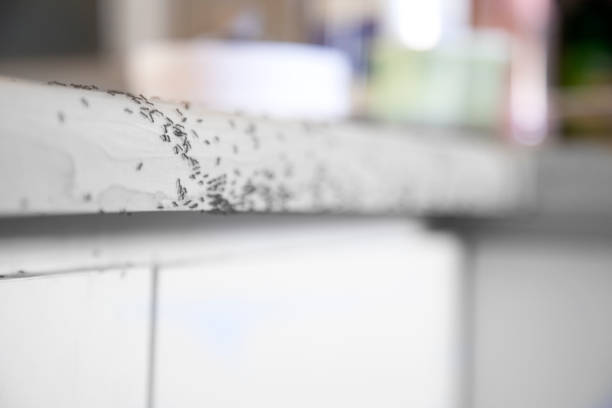 Ants crawling Ants crawling on a kitchen counter. edible ants stock pictures, royalty-free photos & images