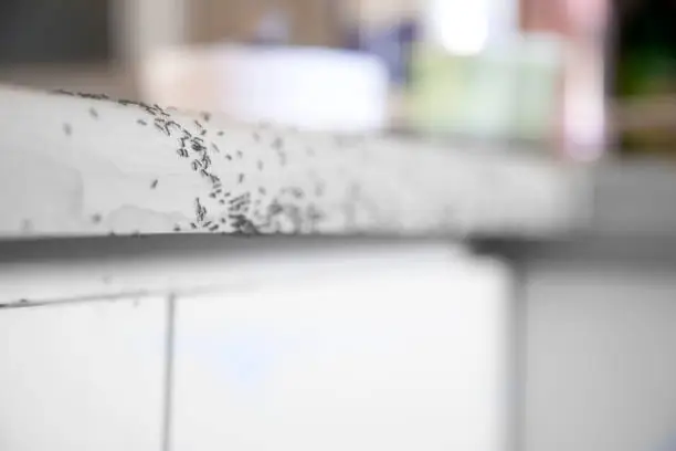 Ants crawling on a kitchen counter.