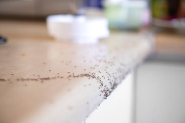 hormigas gateando - bacterium biology control food fotografías e imágenes de stock