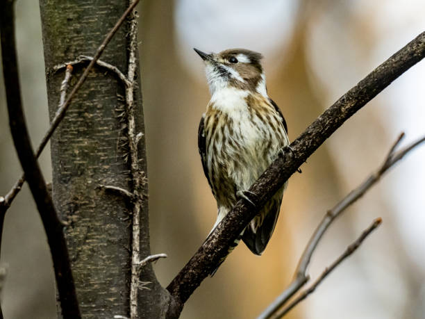 istock Japanese pygmy woodpecker perched in a forest 8 1217119288