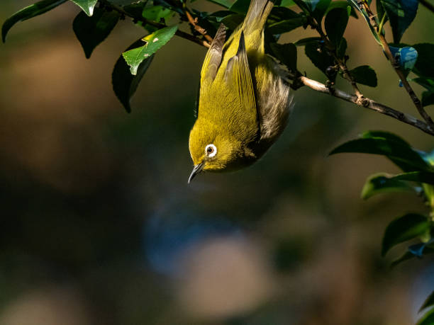 istock Japanese white-eye perched in a forest 4 1217119389