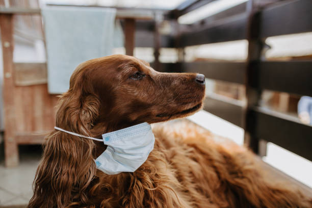 istock dog with a protective mask on his face 1217121443