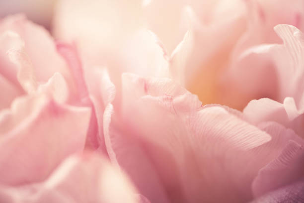 istock Pink tulips petals close up 1217121652