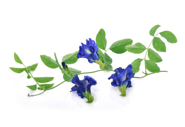 istock Butterfly Pea flower isolated on white background. 1217121912