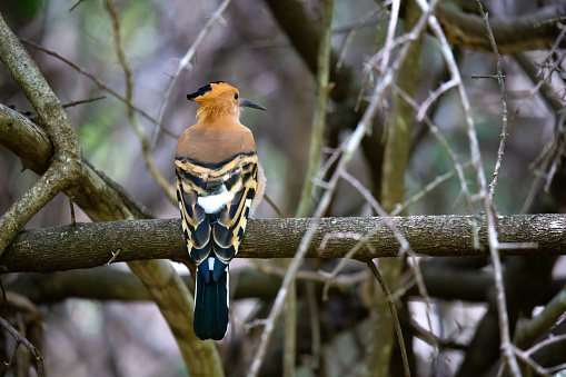 One endemic Madagascar hoopoe bird, with a colorful plumage