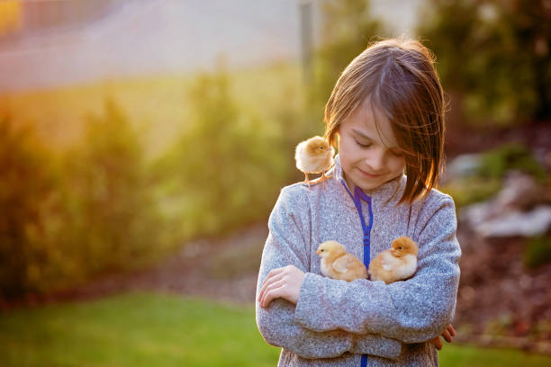 Beautiful school boy, holding chicks in garden on sunset