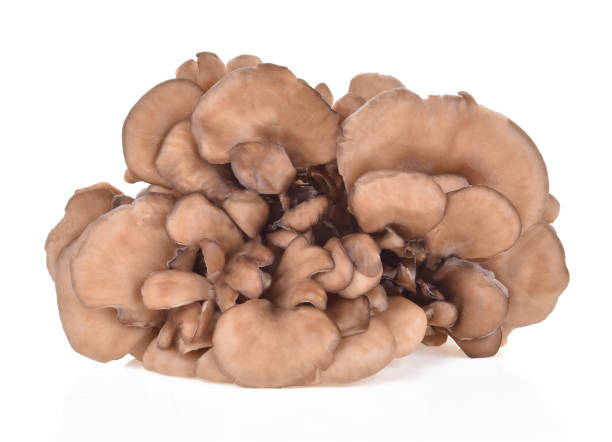 istock maitake mushrooms isolated on white background 1217121996