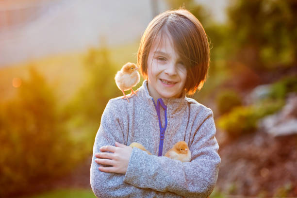 istock Beautiful school boy, holding chicks in garden on sunset 1217122014