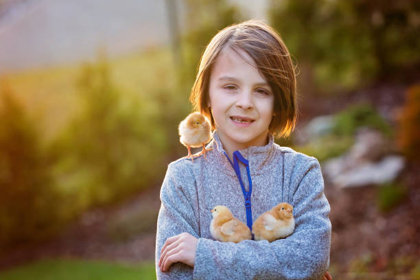 istock Beautiful school boy, holding chicks in garden on sunset 1217122026