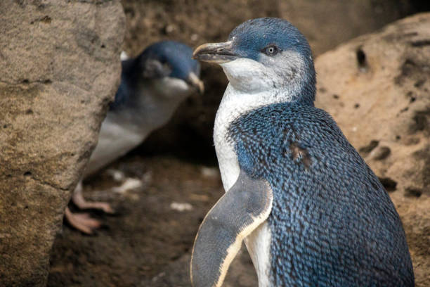 istock Little penguins at St. Kilda Beach 1217122877