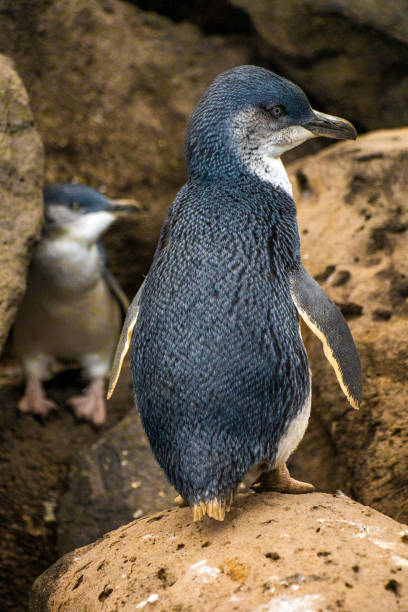 istock Little penguins at St. Kilda Beach 1217123029