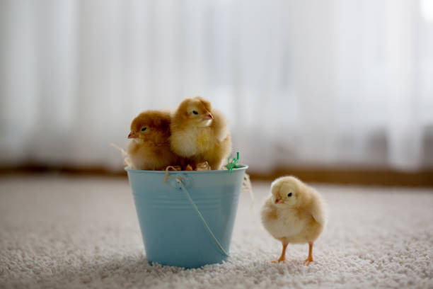 istock Cute little newborn chicks in a bucket and easter eggs 1217123332