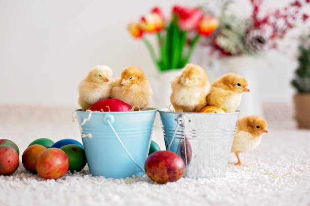 Cute little newborn chicks in a bucket and easter eggs