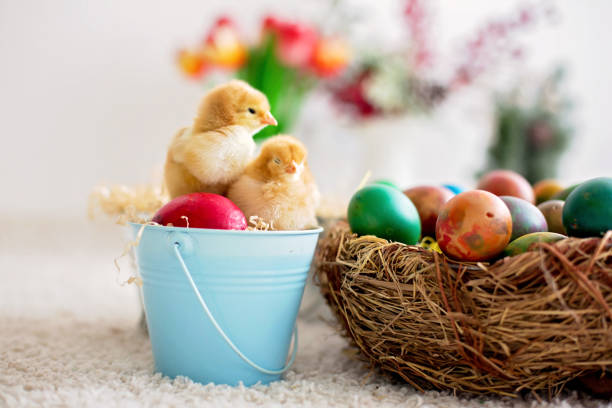 istock Cute little newborn chicks in a bucket and easter eggs 1217123401