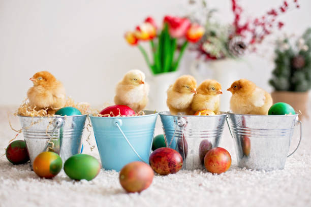 istock Cute little newborn chicks in a bucket and easter eggs 1217123428