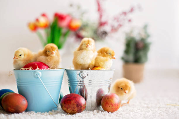 istock Cute little newborn chicks in a bucket and easter eggs 1217123488