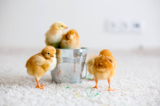 istock Cute little newborn chicks in a bucket and easter eggs 1217123514