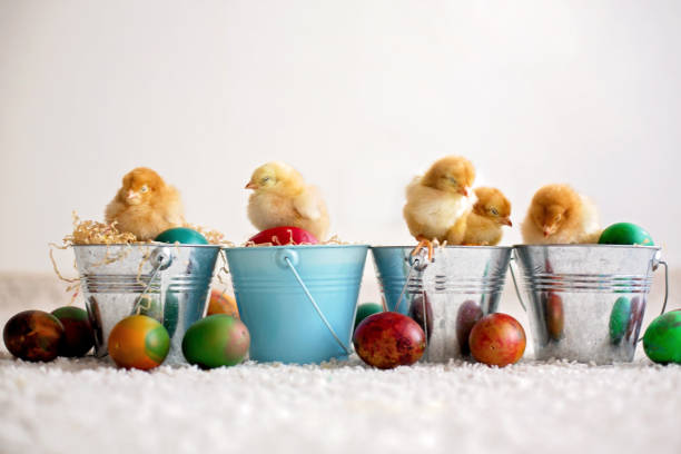 istock Cute little newborn chicks in a bucket and easter eggs 1217123540