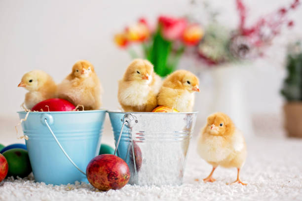 istock Cute little newborn chicks in a bucket and easter eggs 1217123556