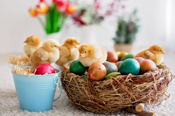 istock Cute little newborn chicks in a bucket and easter eggs 1217123611