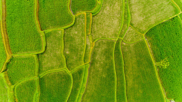 istock Top view of Terrace rice fields. Bali Indonesia. 1217124757