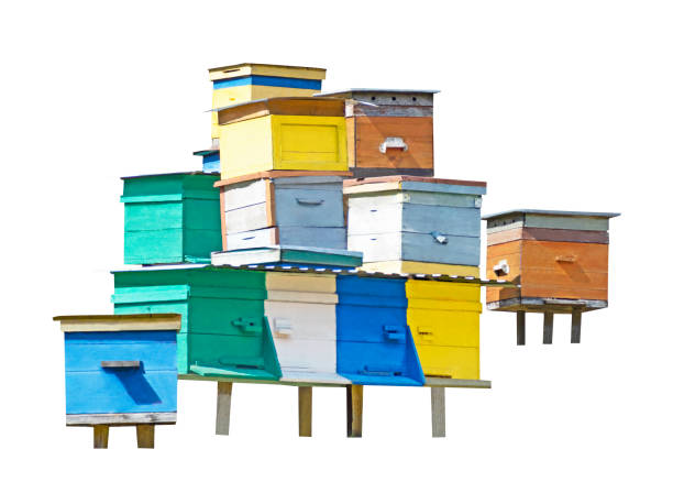 Apiary with group of color wooden beehives for honey bees isolated on white background