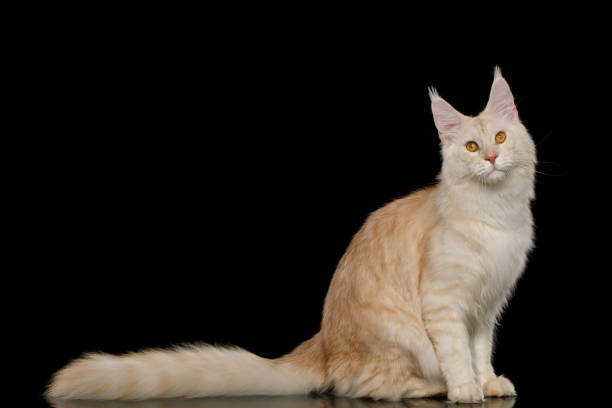 istock Huge Maine Coon Cat Isolated on Black Background 1217124823