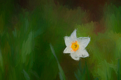 Selective focus of daffodil on a bright spring day. Heavily post processed to create a dreamy painterly effect.