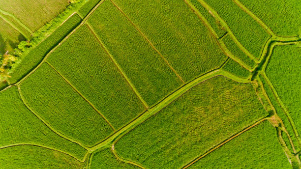 istock Top view of Terrace rice fields. Bali Indonesia. 1217124877