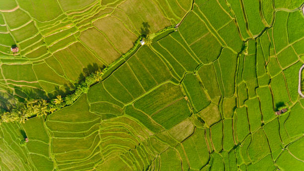 istock Top view of Terrace rice fields. Bali Indonesia. 1217124888