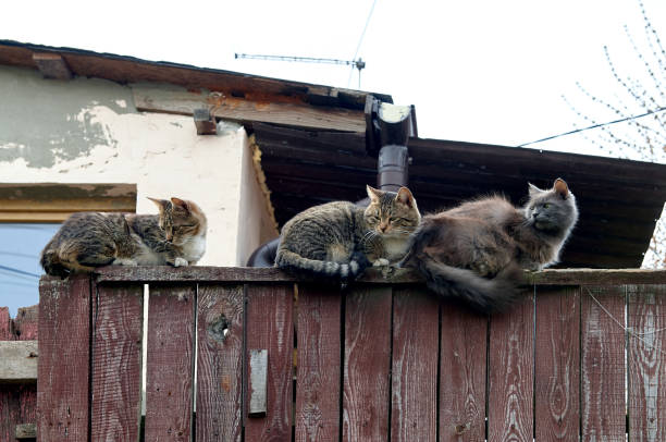 three cats on old wooden fence