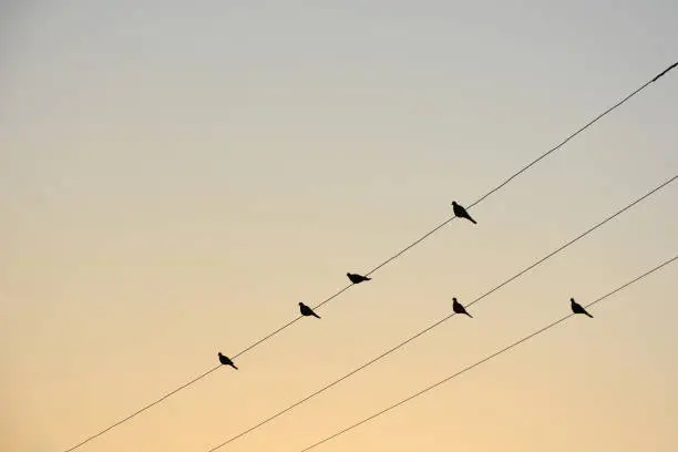Photo of Black silhouettes of doves alighted upon electric wires at dawn