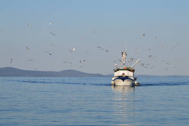 istock Seagulls flying around a fishing boat 1217125000