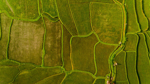 istock Top view of Terrace rice fields. Bali Indonesia. 1217125038