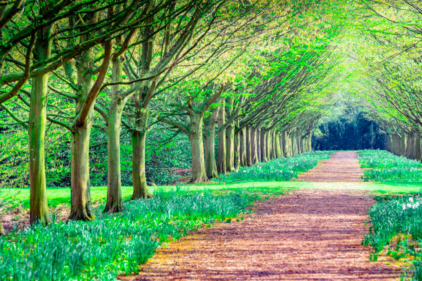 A formal garden with treelined footpaths in an English public park. It is in spring with daffodils in the grass at the side of the path.