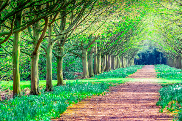 Tunnel through trees in a formal garden A formal garden with treelined footpaths in an English public park. It is in spring with daffodils in the grass at the side of the path. arboretum stock pictures, royalty-free photos & images