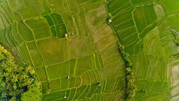 istock Top view of Terrace rice fields. Bali Indonesia. 1217126073