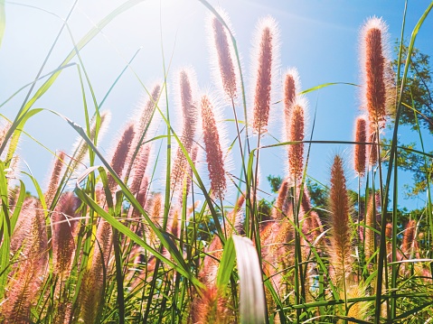 Beautiful nature, natural background consisting of wildflowers and pennisetum at sunset